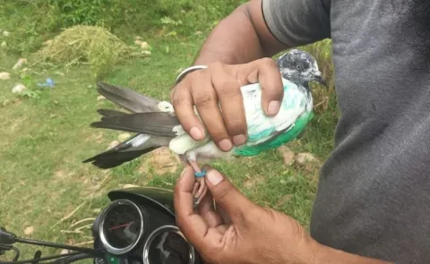 Pigeon Carrying Ring with Pakistani Mobile Number Recovered in Kathua
