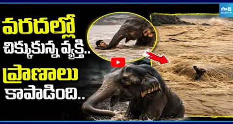 Person Struggling To Survive Has Being Saved By Elephant 1