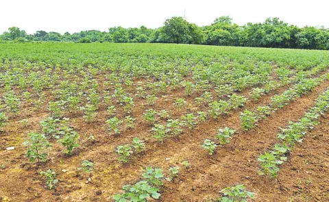 Adverse conditions for cotton and other crops depending on the region