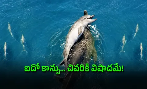 Mother Dolphin Refuses To Let Dead Newborn Sink, Carries It For Days