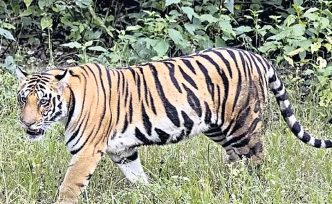 The Approach Adopted By the Andhra Pradesh Government Towards Tiger Conservation