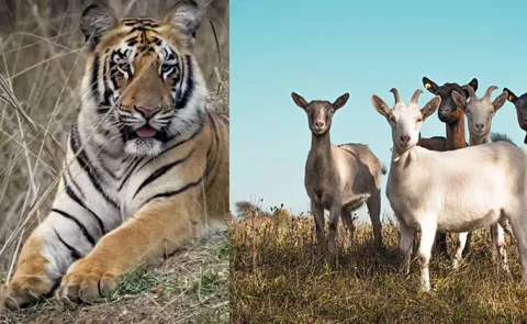 Kolkatas Alipore Zoo Switches Carnivore Diet to Goat Meat Amid Buffalo Slaughter Ban