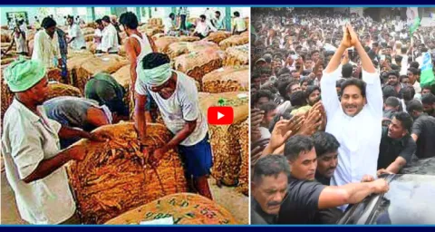 Devarapalli Tobacco Farmers Raise Price Concerns 1