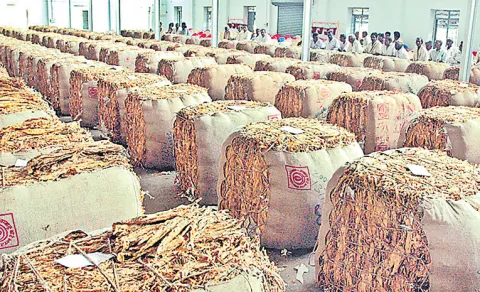 Tobacco Farmers Fires on Chandrababu Govt Conspiracy