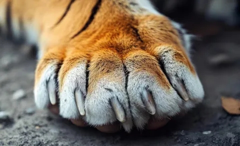   Tiger Claws In TDP leader