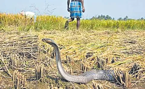 Suggestion to create awareness among farmers about venomous snakes