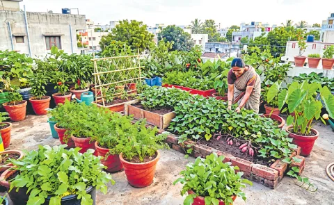 Cultivation Methods For Growing Beets In Home Gardens And Rooftop Gardens
