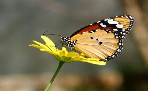 Butterflies are on the move as the planet warms