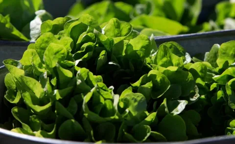 Scientists Engineer Lettuce and Tobacco Plants to Produce Animal Meat Protein