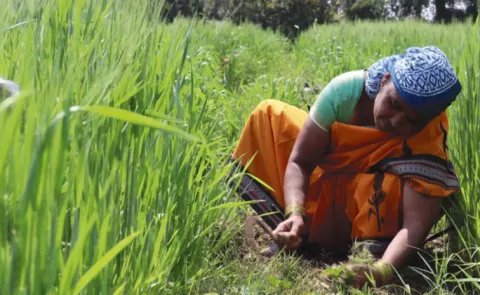 Over 52 percent of Telangana Agricultural Workforce Are Women