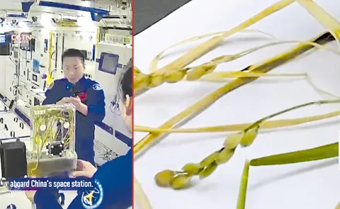 China Harvests First Rice Samples Grown from Space Seeds