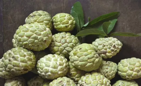 Health Tips: Discover interesting facts about custard apples 