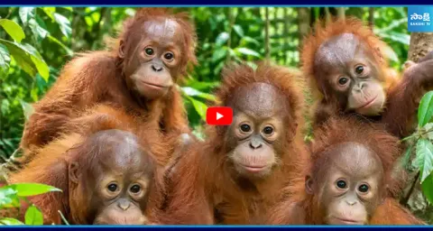 5 Baby Orangutans Found in Odisha  1