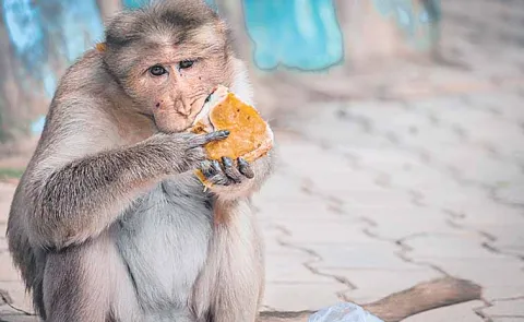 Processed food is increasing the aggressive nature of monkeys