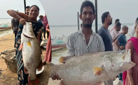 Massive 23Kg Pundugappa Fish Caught in Godavari In Yanam