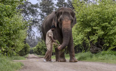 VANTARA STATEMENT ON ELEPHANT MADHURI MAHADEVI