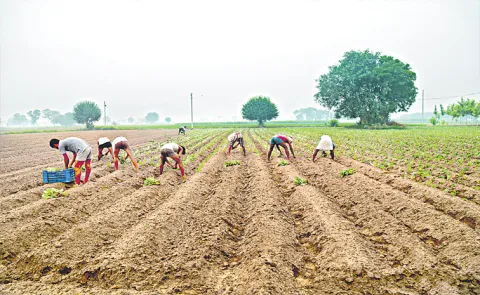 Soil Health One Health Organic Farming Benefits