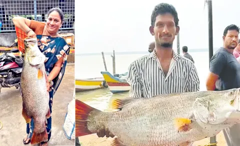 Pandugappa Fish Sold To Rs 15 Thousand In Yanam