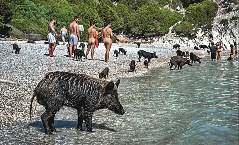 Pigs Beach in Autocos