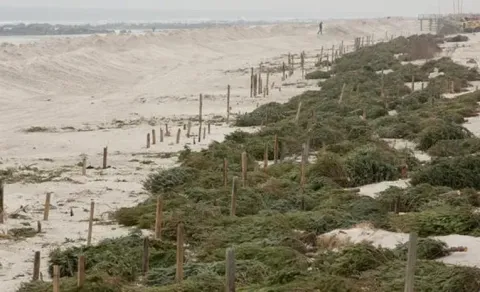 New York Turns Discarded Christmas Trees into Coastal Breakwaters