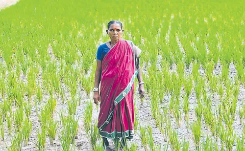 Disrupted agricultural power supply in Telangana with Power Cuts
