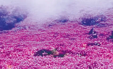 Neelakurinji flower blooms again in Munnar after 12 years
