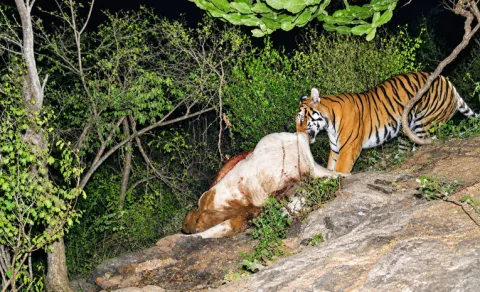 Tiger Hulchul in Prakasam District