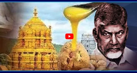 Key Twist In Tirumala Laddu Ghee Controversy 1