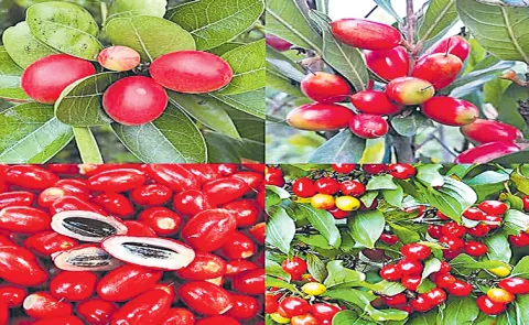 Miracle fruit is a small red berry native to West Africa that makes sour foods