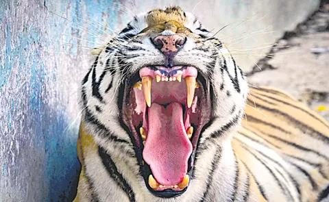 tiger fangs are very strong