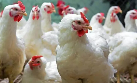 Chicken shops shut in Bengaluru?