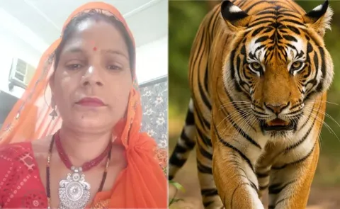 Tiger Attack Woman Worker In Jaipur Nahargarh Biological Park