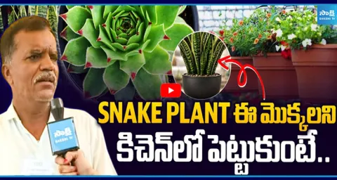 Attractive Plants Lakshmi Kamal Good For Kitchen  1