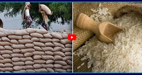 Rice Prices Rise Rs 2000 Per Quintal 1