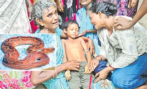 Snake Bite To Six Year Boy