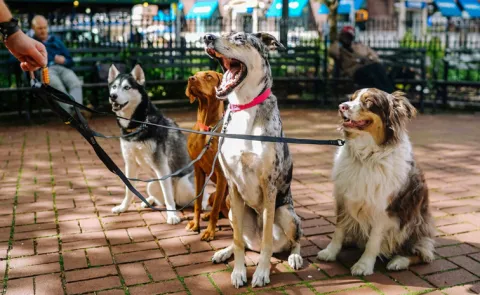 30 Year Old Quits Law Career To Walk Dogs Now Earns Around Rs 50000 Per Day