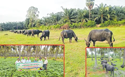 Gadde Satish Babu About Traditional Cattle based Farming, Specal Story