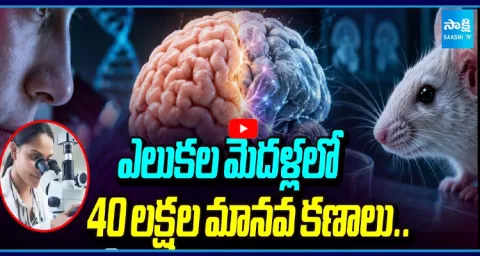  4 Million Human Brain Cells in Mice Brains Scientists Conduct Groundbreaking Experiment! 1