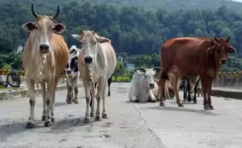 Animal shelters to cost 7,000 crore, can not build them, NHAI tells SC