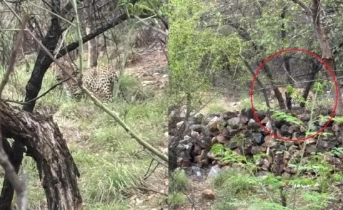 Leopard Spotted On Tirumala Ghat Road
