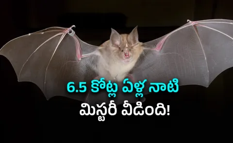Bats Evolved Europe 65 Million Years Ago, Genome Study Finds