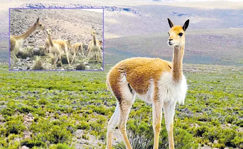 Vicuna Dung Restores Barren Soil Peru Andes Organic Carbon