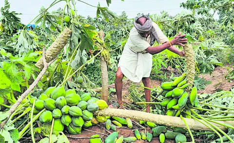 Thousands of acres of crops submerged in heavy rains