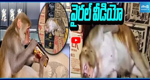 Monkey Drinks Vodka and Falls asleep 1