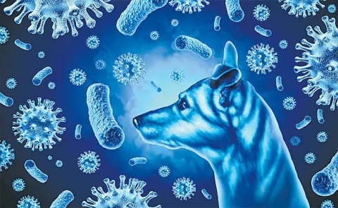  Sakshi Editorial Special Story On Rabies Dog Bite First Aid Vaccine World Rabies Day