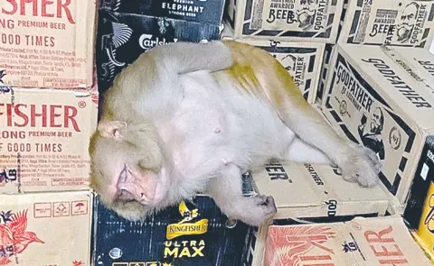 monkey entered a liquor store in Ranchi and drank half a bottle of alcohol