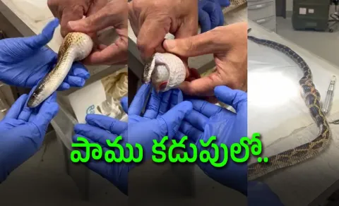 Snake Swallows 3 Golf Balls US Veterinarians Rescue Without Surgery