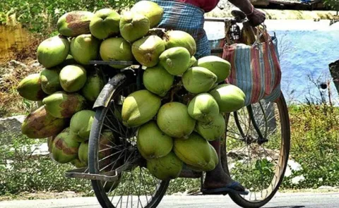 Supreme Court: Is Coconut a Fresh Fruit or Vegetable for Sales Tax 