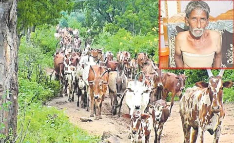Cattle save owner from elephant attack