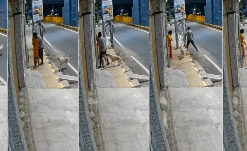 Woman With Mental Disability Allegedly Assaulted Stray Dogs Chase Away Attacker